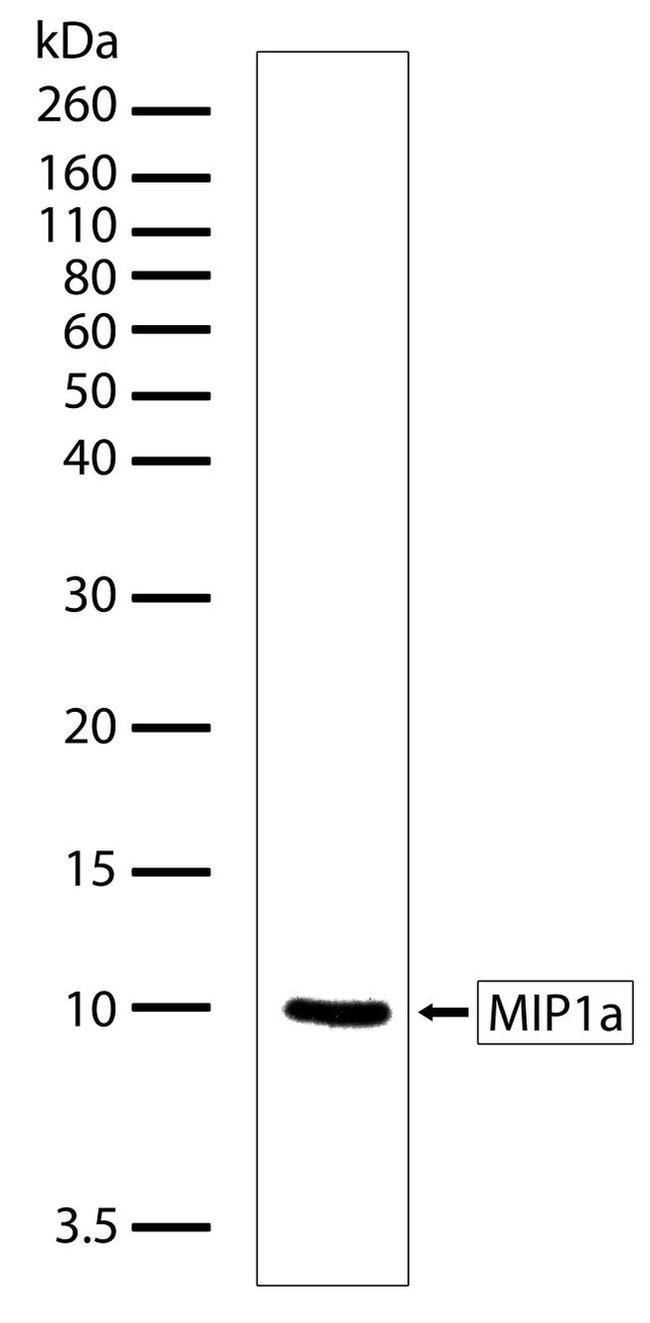 CCL3 Antibody in Western Blot (WB)