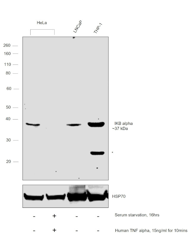 IkB alpha Antibody in Western Blot (WB)