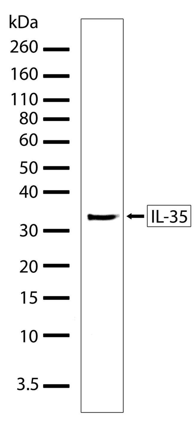 IL-35 Antibody in Western Blot (WB)