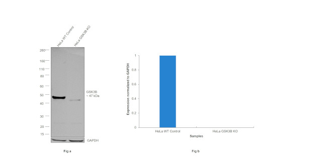 GSK3B Antibody