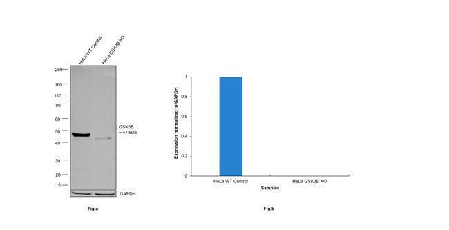 GSK3B Antibody in Western Blot (WB)