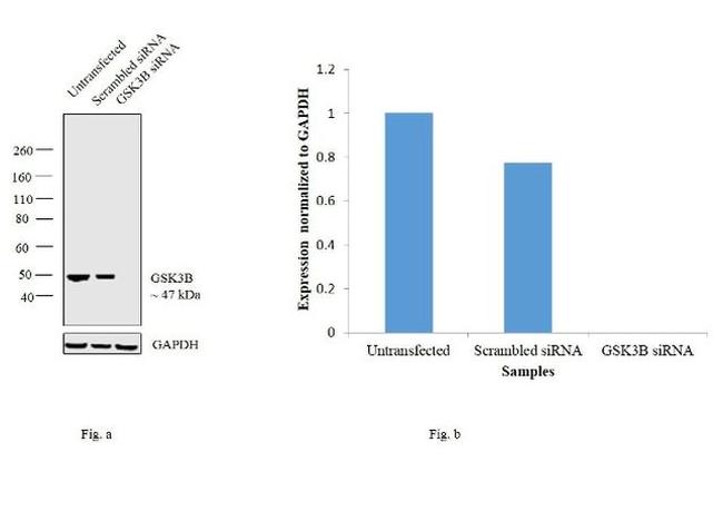 GSK3B Antibody in Western Blot (WB)