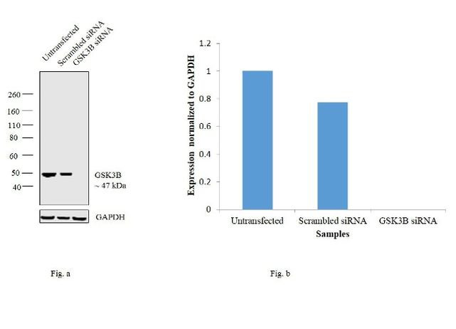 GSK3B Antibody