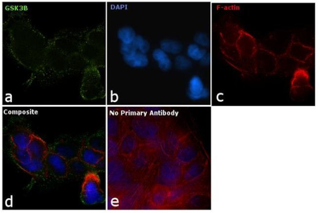 GSK3B Antibody in Immunocytochemistry (ICC/IF)