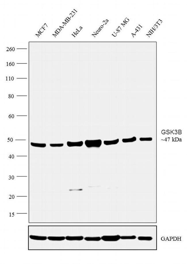 GSK3B Antibody in Western Blot (WB)