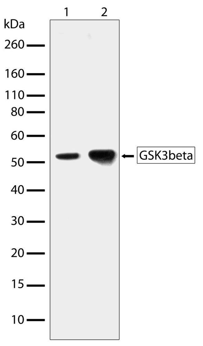 GSK3B Antibody in Western Blot (WB)