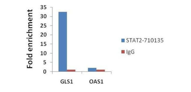 STAT2 Antibody