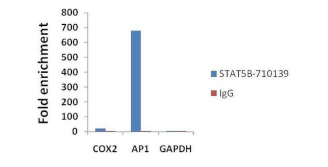 STAT5 beta Antibody