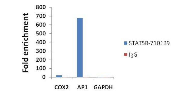 STAT5 beta Antibody in ChIP Assay (ChIP)