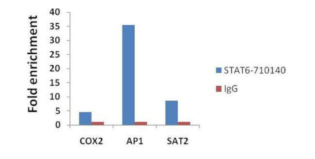 STAT6 Antibody