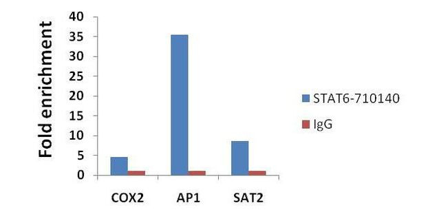 STAT6 Antibody in ChIP Assay (ChIP)