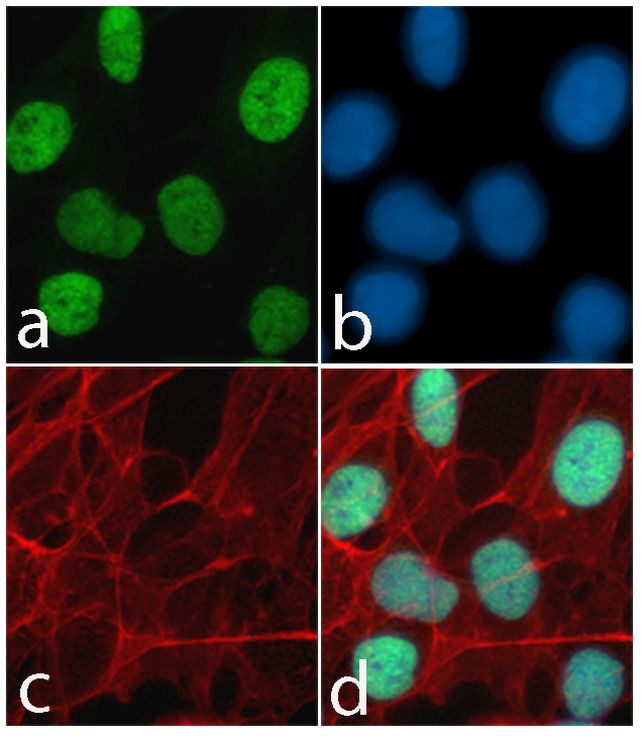 CREB Antibody in Immunocytochemistry (ICC/IF)