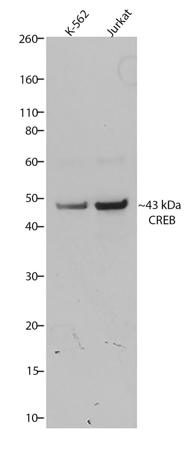 CREB Antibody in Western Blot (WB)