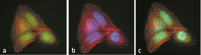 CREB Antibody in Immunocytochemistry (ICC/IF)