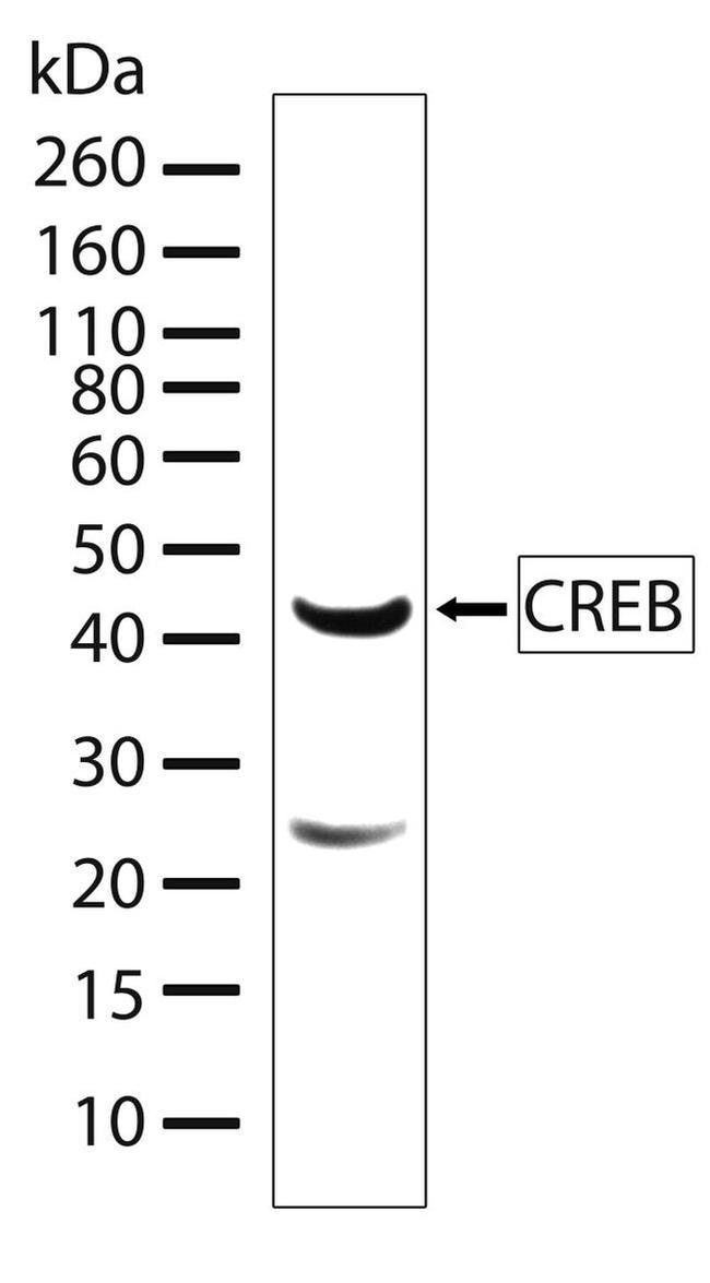 CREB Antibody in Western Blot (WB)