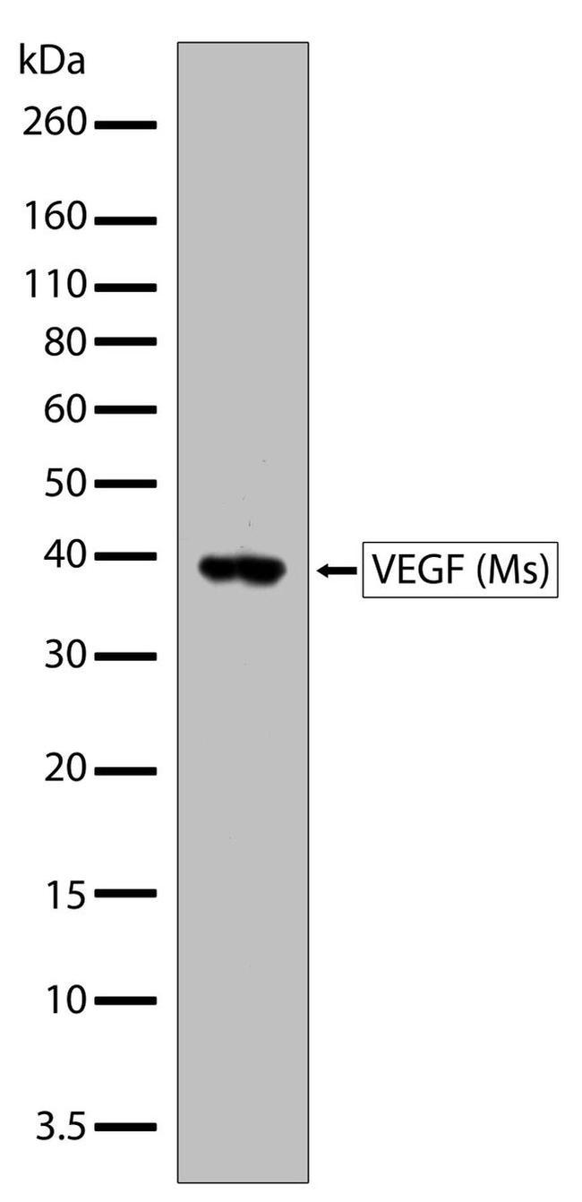 VEGF Antibody in Western Blot (WB)