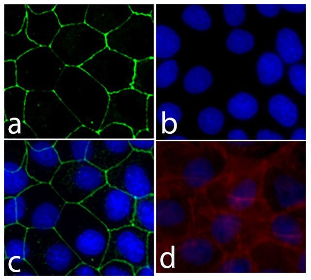 E-cadherin Antibody in Immunocytochemistry (ICC/IF)