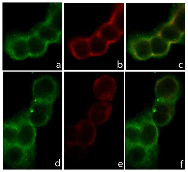 E-cadherin Antibody in Immunocytochemistry (ICC/IF)