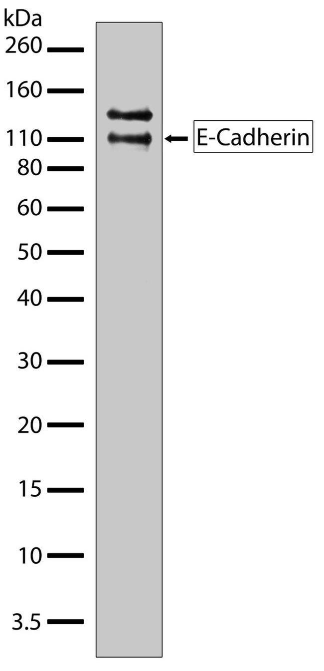 E-cadherin Antibody in Western Blot (WB)