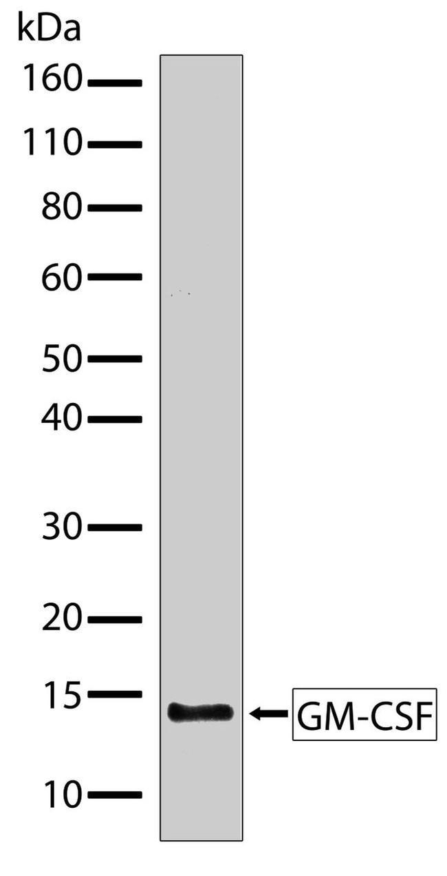 GM-CSF Antibody in Western Blot (WB)