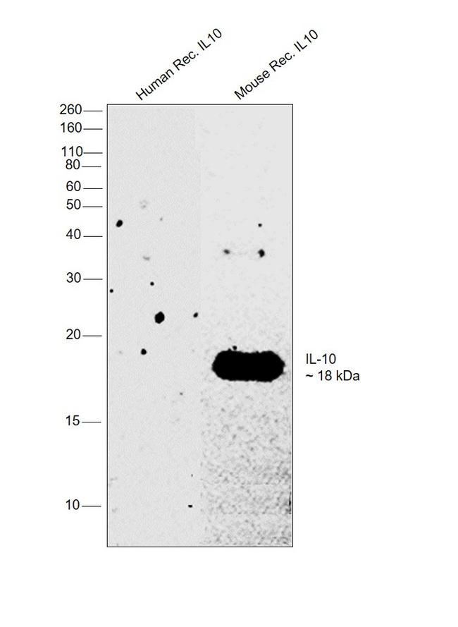 IL-10 Antibody in Western Blot (WB)