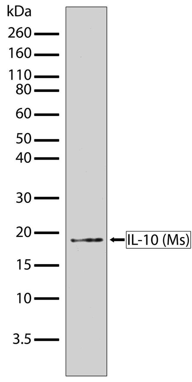 IL-10 Antibody in Western Blot (WB)