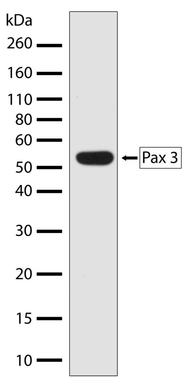 PAX3 Antibody in Western Blot (WB)