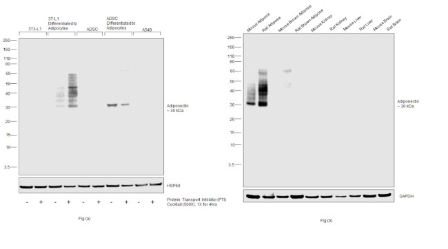 Adiponectin Antibody