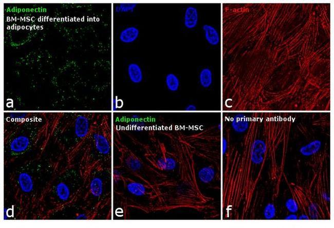 Adiponectin Antibody