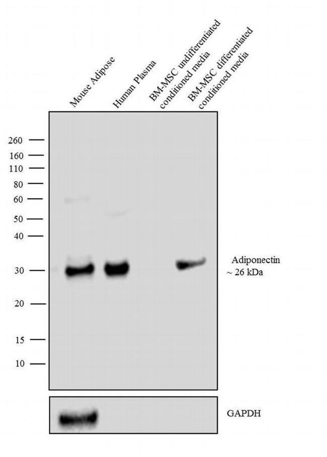 Adiponectin Antibody