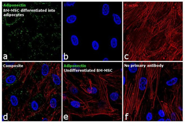 Adiponectin Antibody in Immunocytochemistry (ICC/IF)