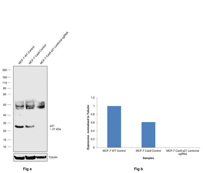 p21 Antibody in Western Blot (WB)