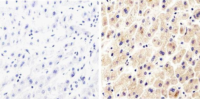 Syndecan 2 Antibody in Immunohistochemistry (Paraffin) (IHC (P))