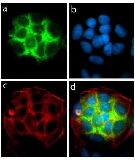 Syndecan 2 Antibody in Immunocytochemistry (ICC/IF)