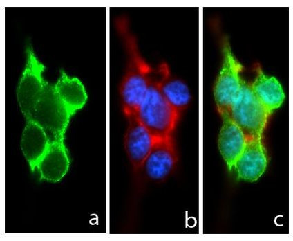 Pannexin 1 Antibody in Immunocytochemistry (ICC/IF)