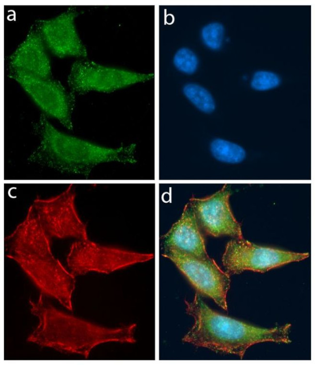 TLR4 Antibody in Immunocytochemistry (ICC/IF)