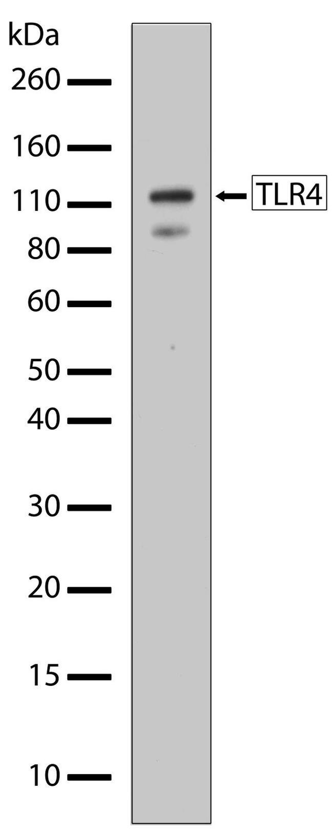 TLR4 Antibody in Western Blot (WB)