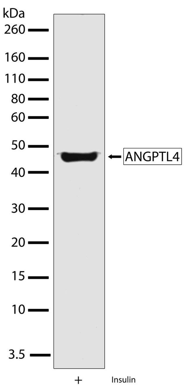 ANGPTL4 Antibody in Western Blot (WB)