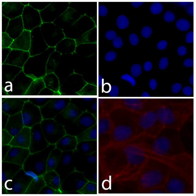 Occludin Antibody in Immunocytochemistry (ICC/IF)