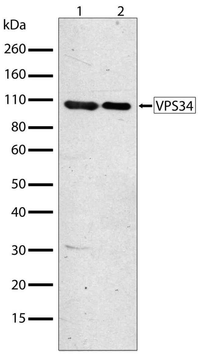 VPS34 Antibody in Western Blot (WB)