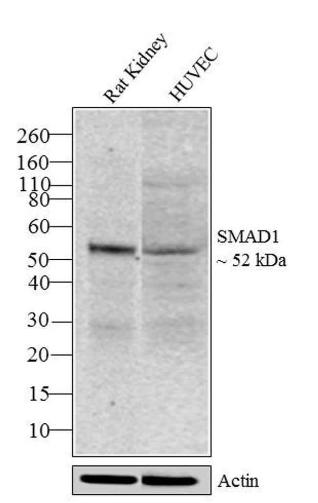 SMAD1 Antibody in Western Blot (WB)