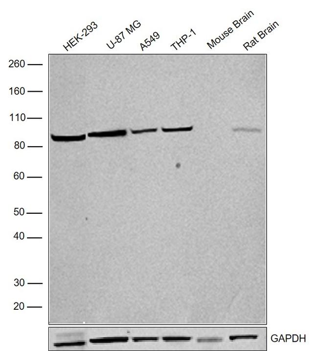 DISC1 Antibody in Western Blot (WB)