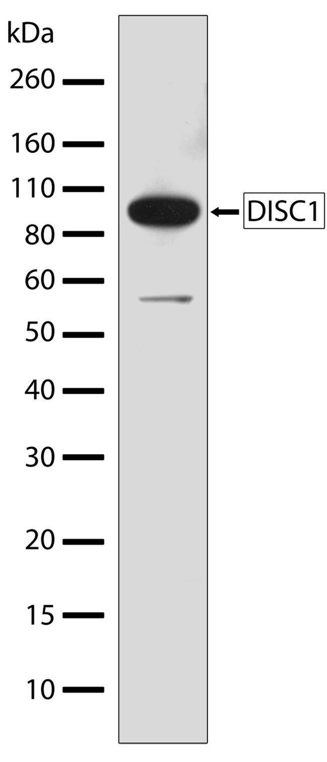 DISC1 Antibody in Western Blot (WB)