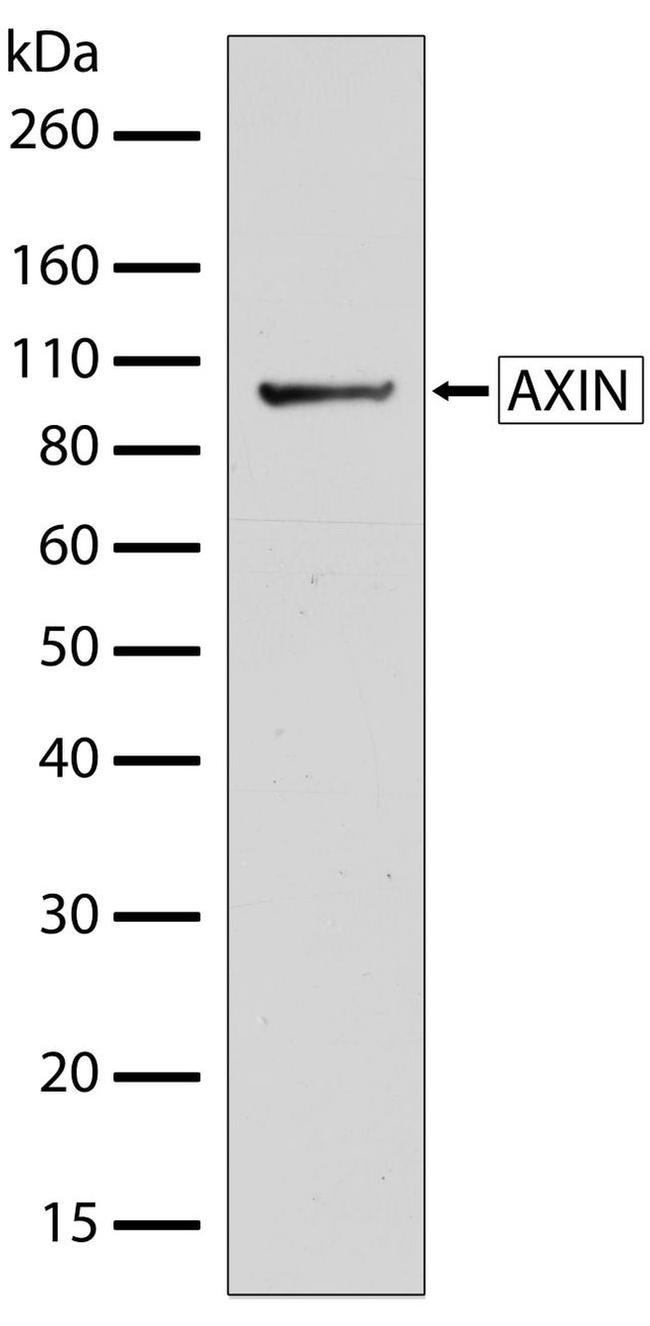 AXIN1 Antibody in Western Blot (WB)