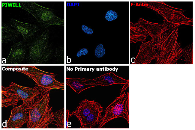 PIWIL1 Antibody in Immunocytochemistry (ICC/IF)