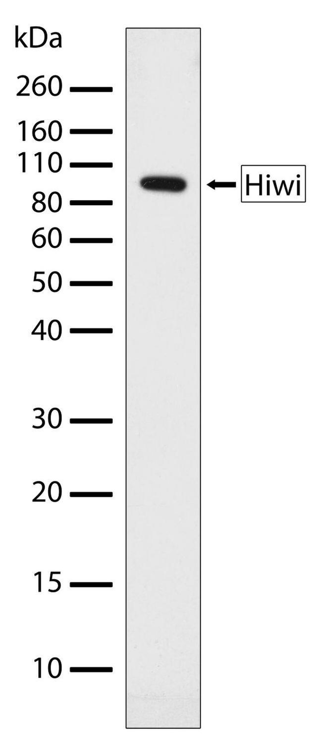 PIWIL1 Antibody in Western Blot (WB)