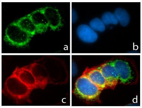 CD49f Antibody in Immunocytochemistry (ICC/IF)