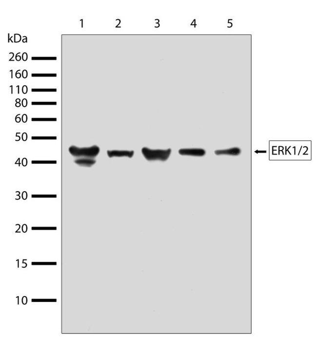 ERK1/ERK2 Antibody in Western Blot (WB)