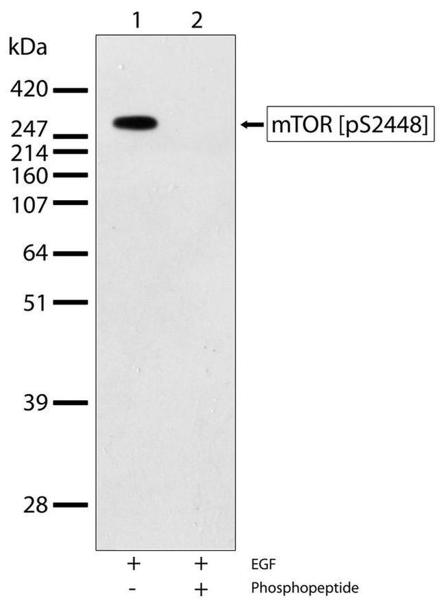 Phospho-mTOR (Ser2448) Antibody in Western Blot (WB)