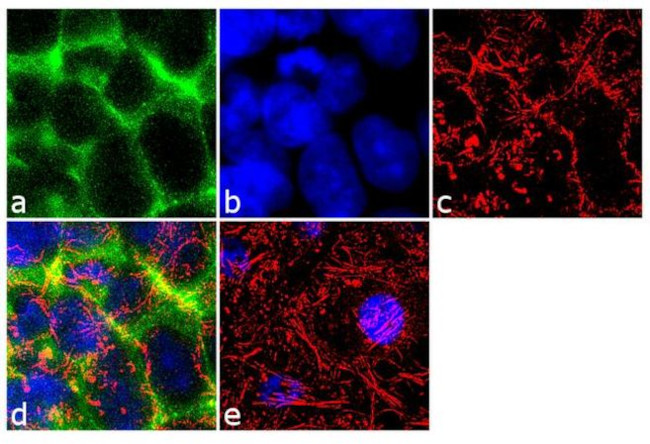 Claudin 16 Antibody in Immunocytochemistry (ICC/IF)